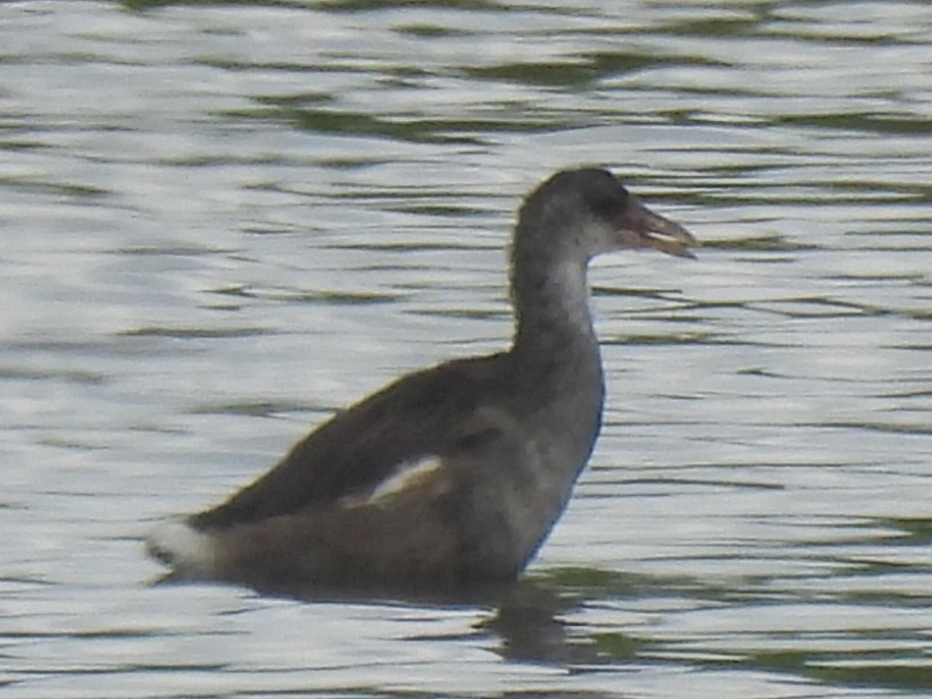 Gallinule d'Amérique - ML620906933