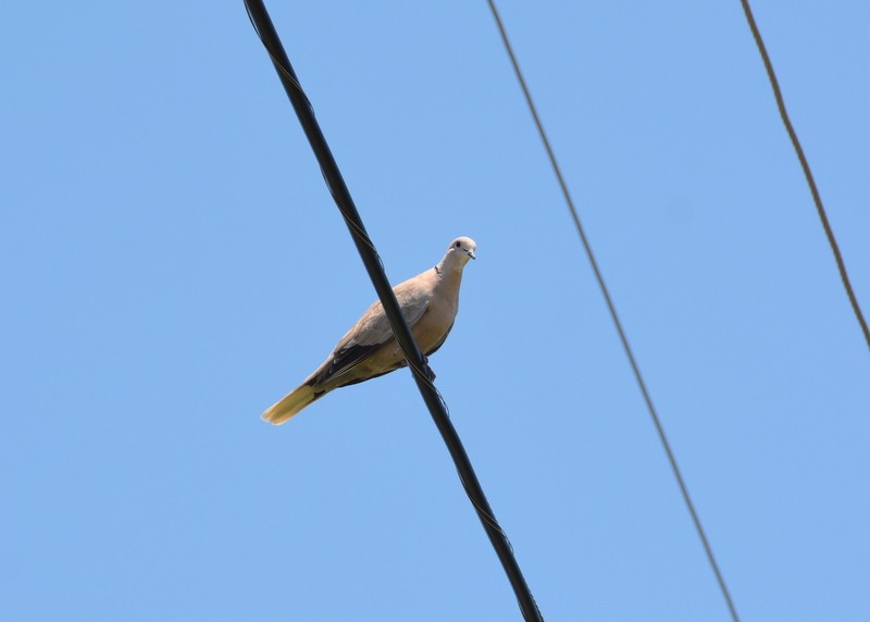 Eurasian Collared-Dove - ML620906936