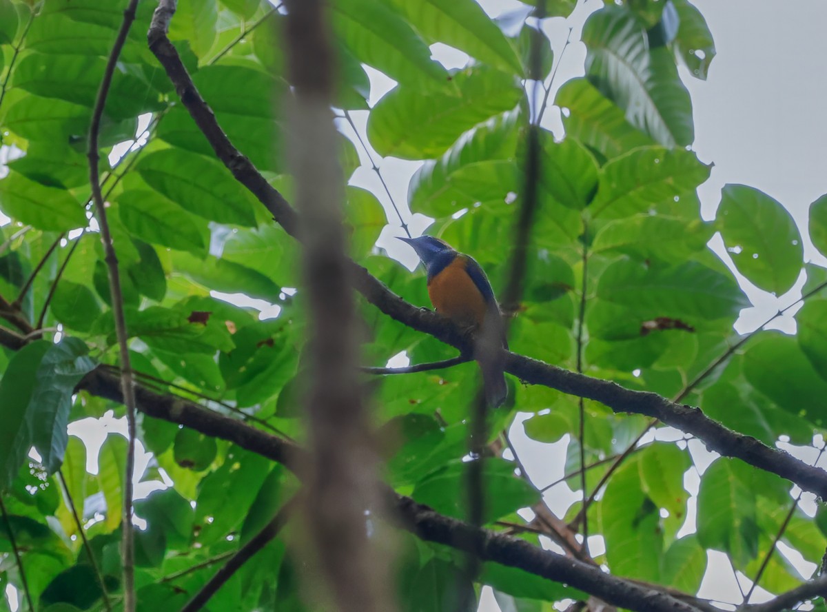 Orange-bellied Leafbird - ML620906979