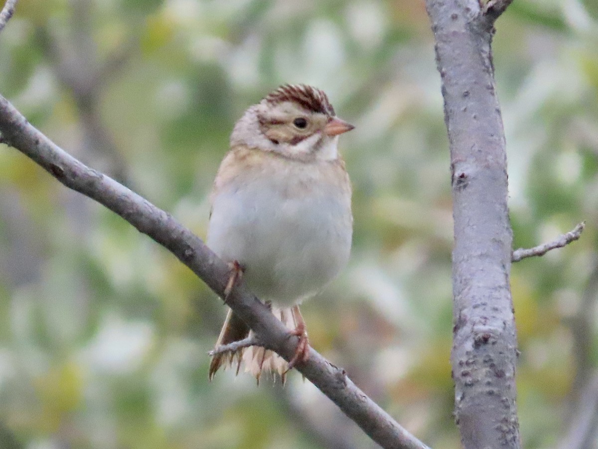 Clay-colored Sparrow - ML620906984
