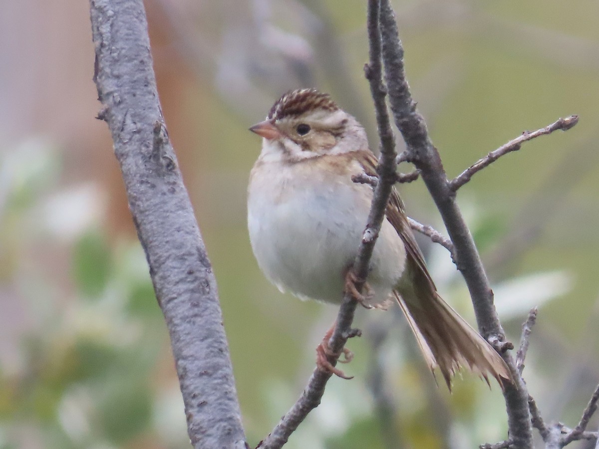 Clay-colored Sparrow - ML620906985