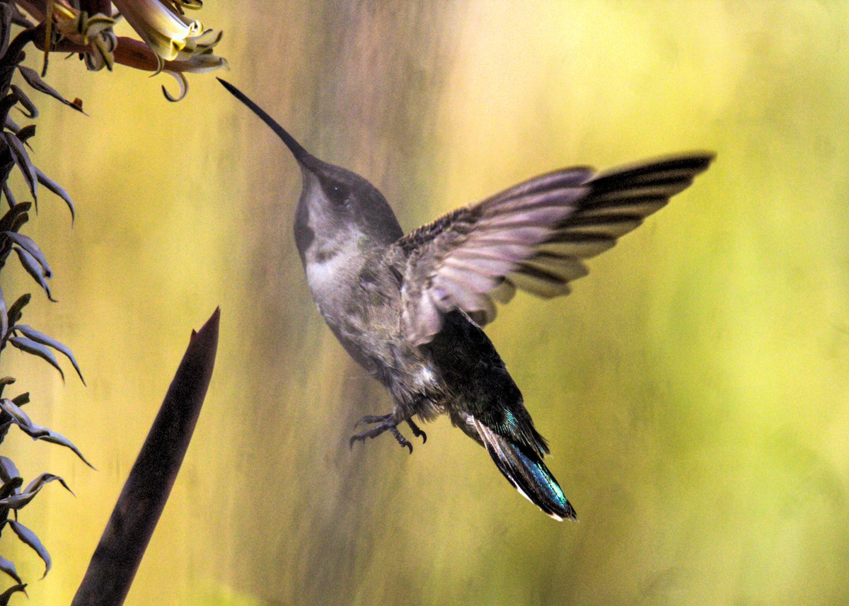Anna's Hummingbird - ML620907005