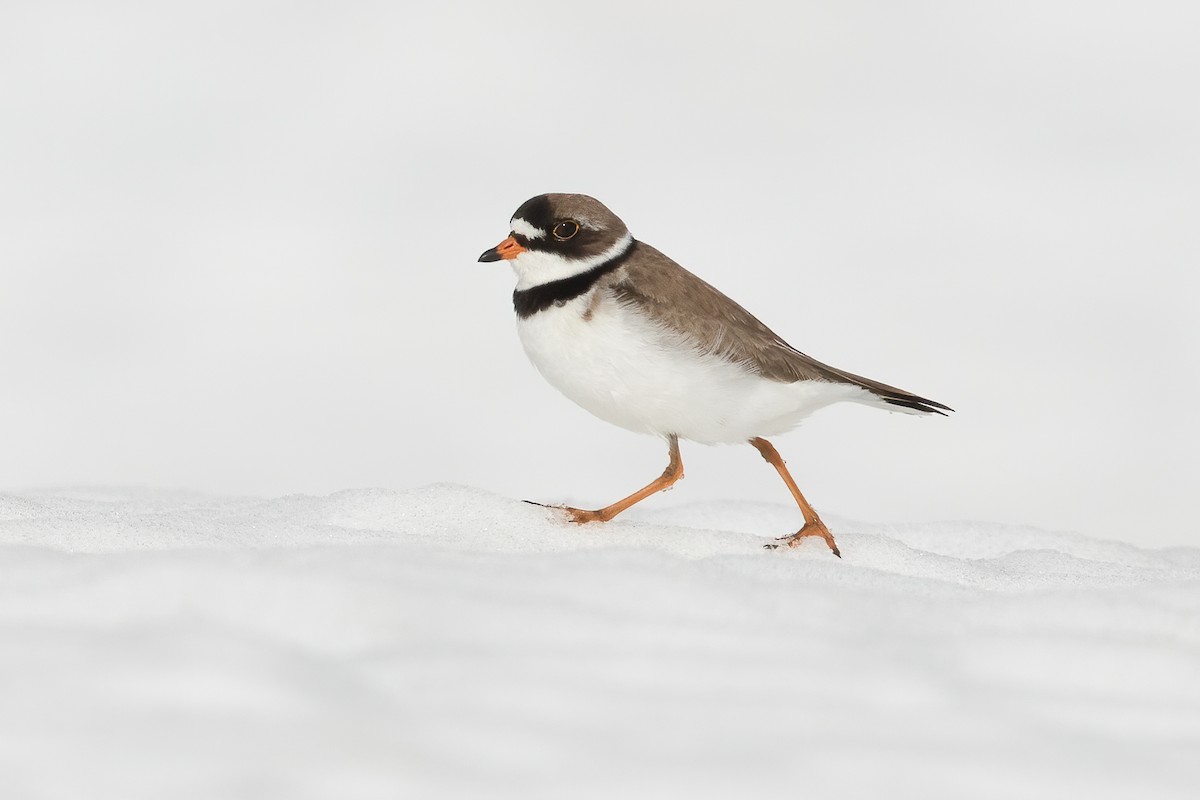 Semipalmated Plover - ML620907023