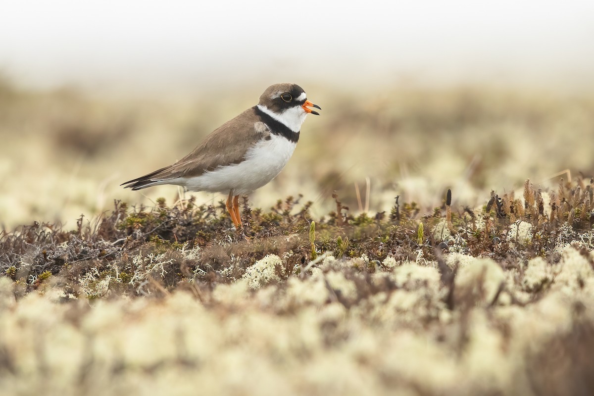 Semipalmated Plover - ML620907025