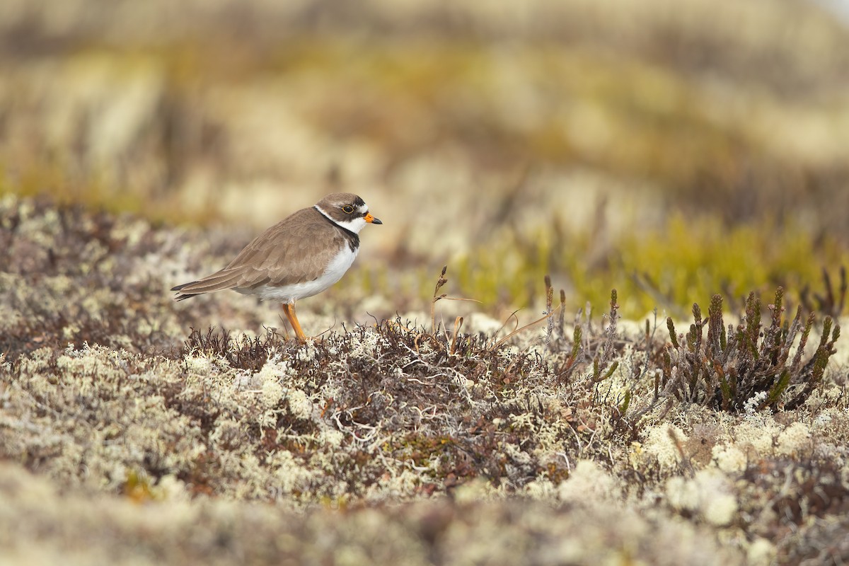 Semipalmated Plover - ML620907026