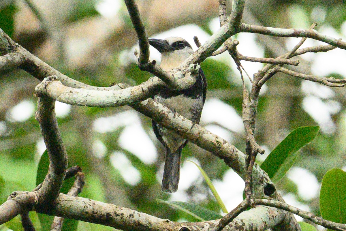 White-necked Puffbird - ML620907087