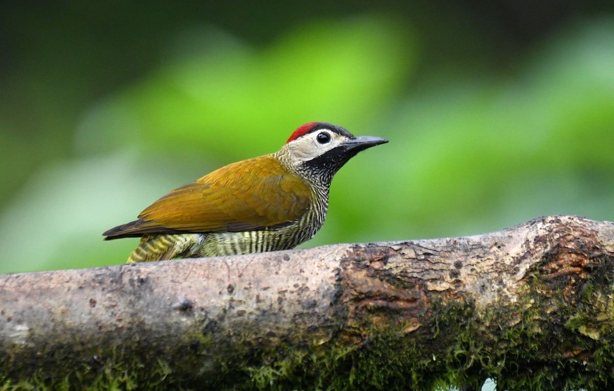 Golden-olive Woodpecker (rubripileus) - ML620907099