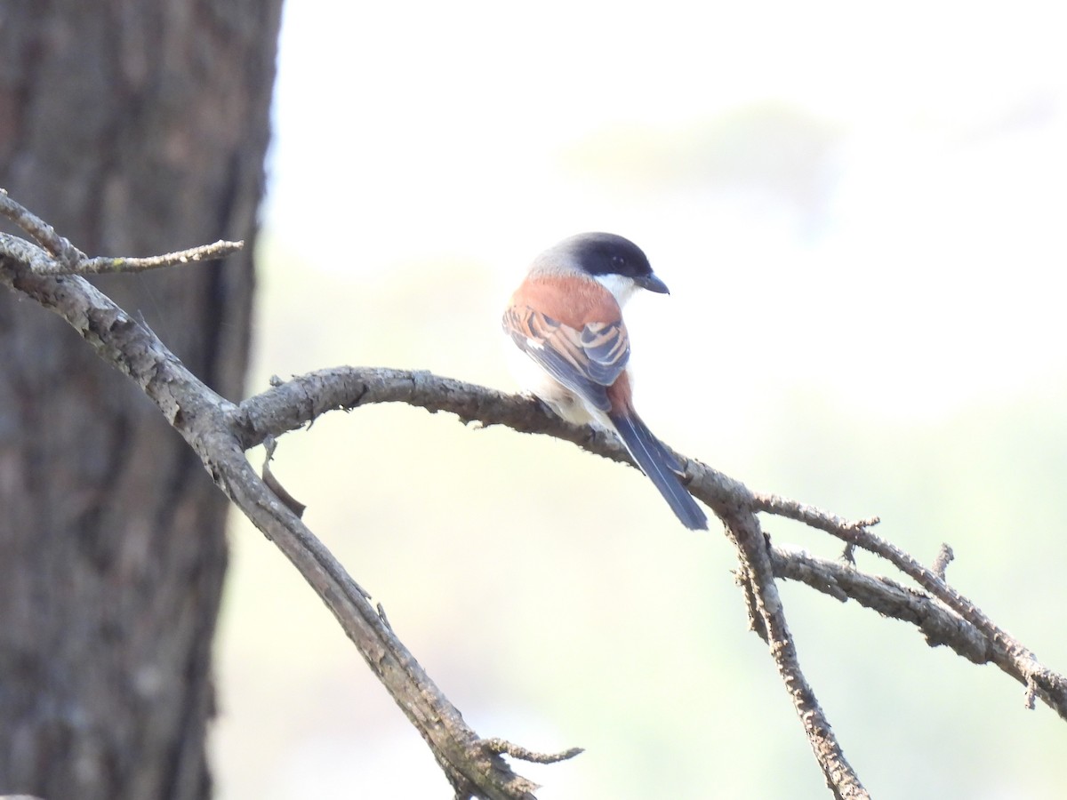 Long-tailed Shrike - ML620907174