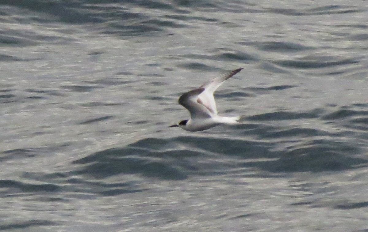 White-fronted Tern - ML620907183