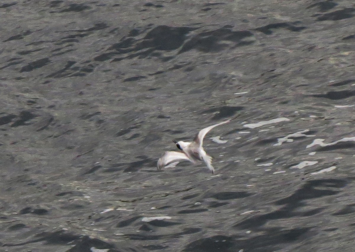 White-fronted Tern - ML620907184