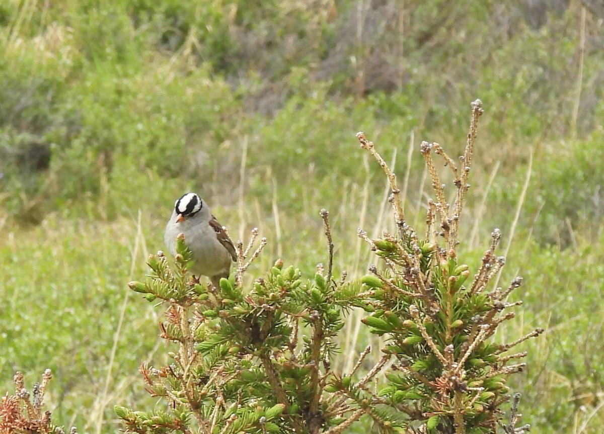 White-crowned Sparrow (Gambel's) - ML620907216