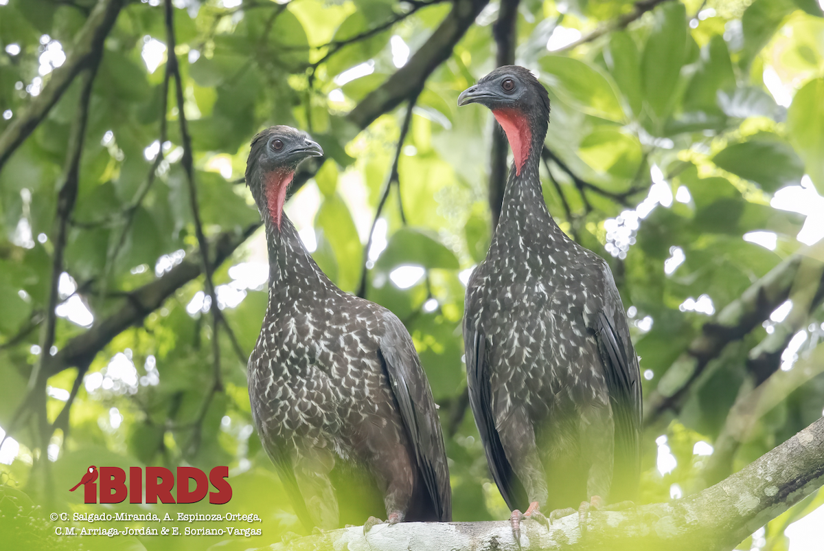 Crested Guan - ML620907220