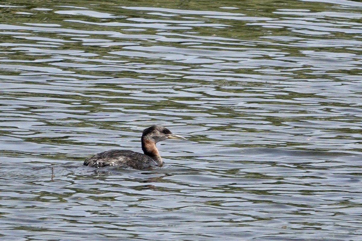 Red-necked Grebe - ML620907230