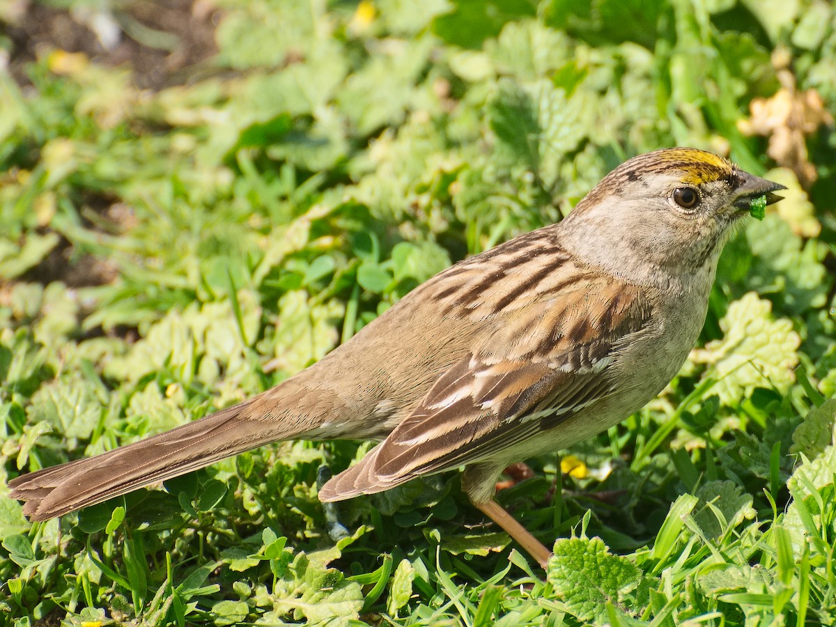 Golden-crowned Sparrow - ML620907237