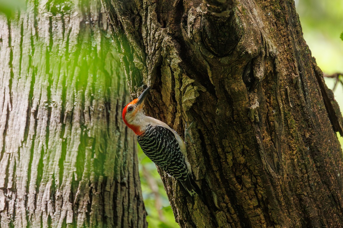 Red-bellied Woodpecker - ML620907245