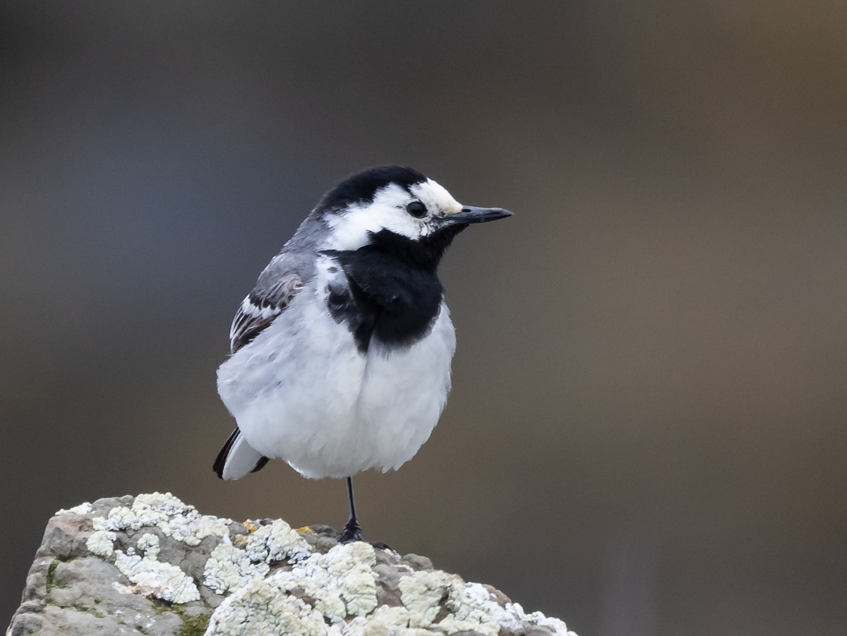 White Wagtail (White-faced) - ML620907246