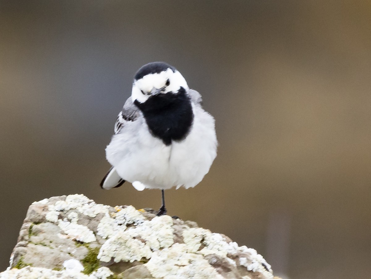 White Wagtail (White-faced) - ML620907247
