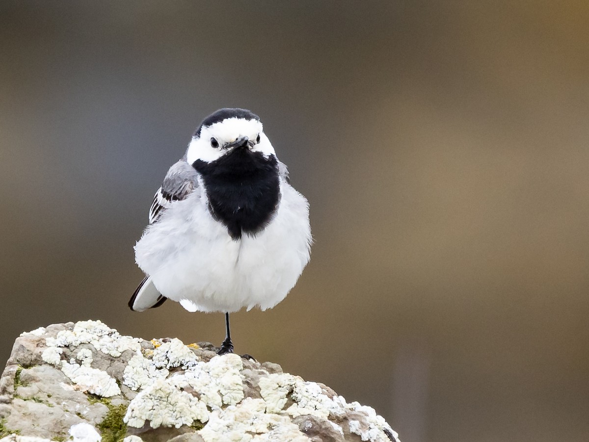 White Wagtail (White-faced) - ML620907248