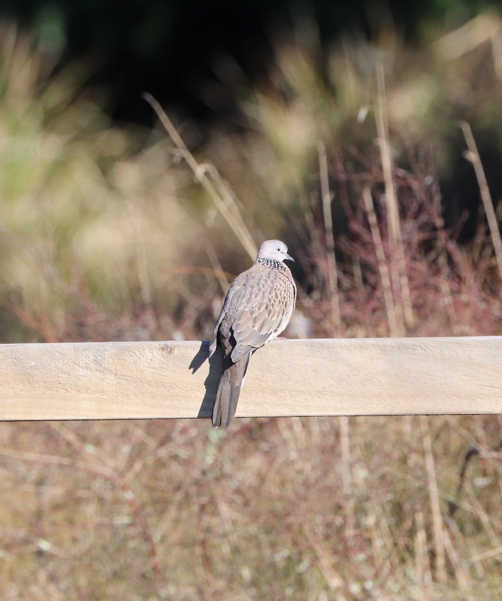 Spotted Dove - ML620907251