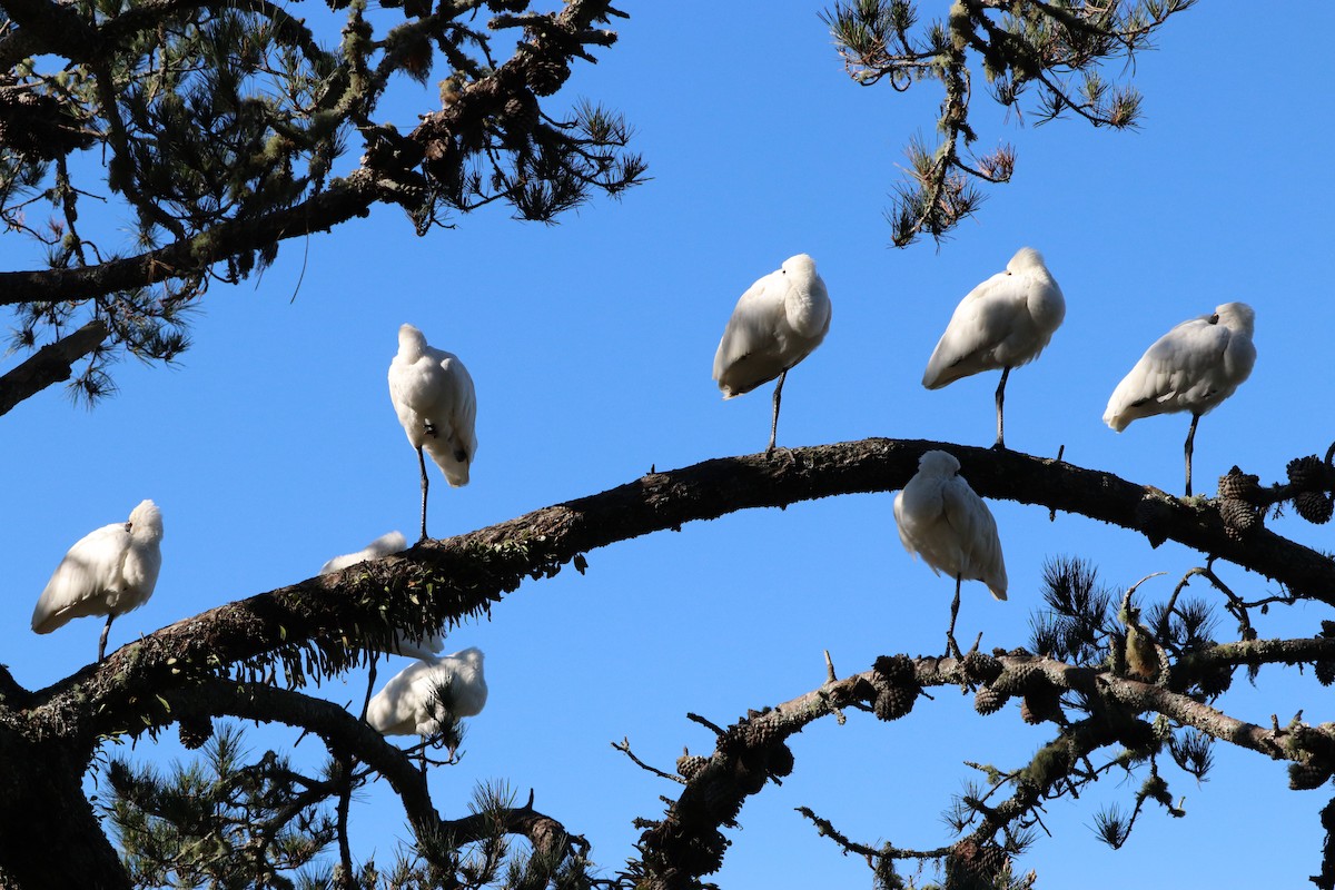 Royal Spoonbill - ML620907260