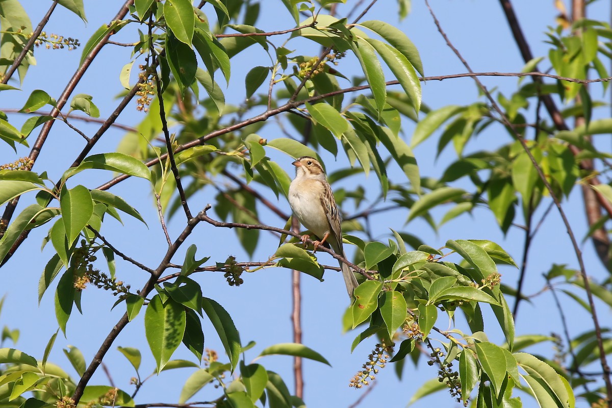Clay-colored Sparrow - ML620907270