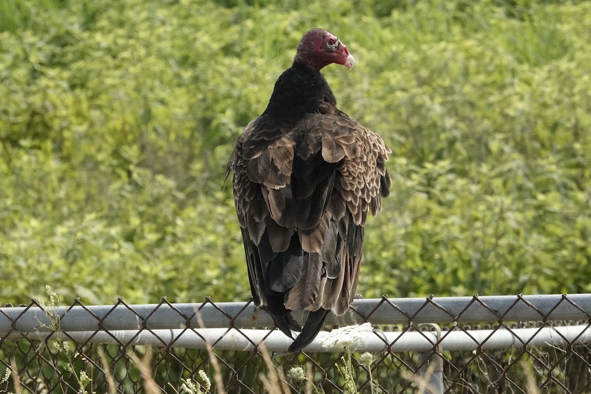 Turkey Vulture - ML620907295