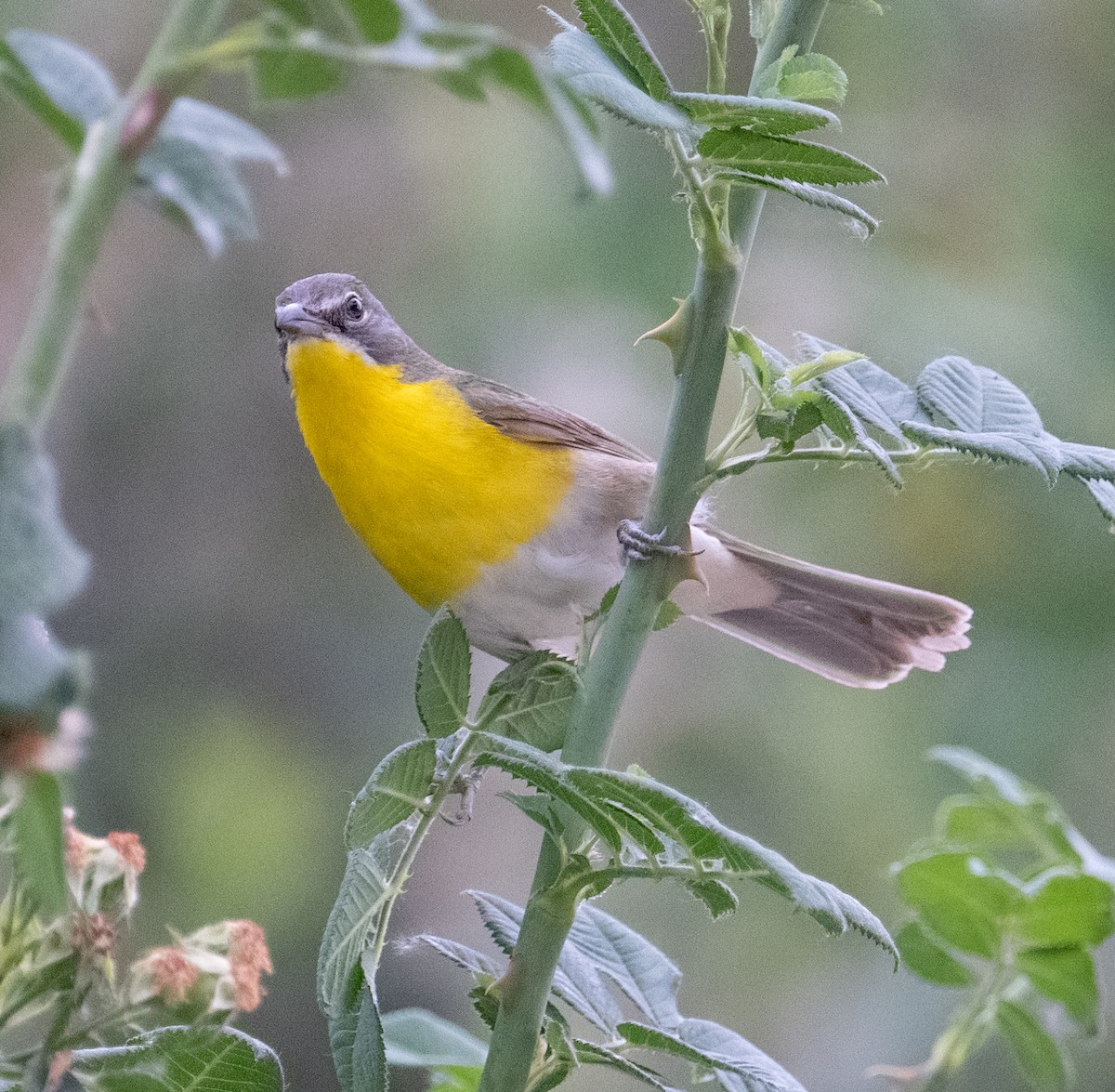 Yellow-breasted Chat - ML620907297