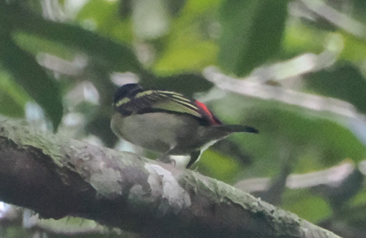 Red-rumped Tinkerbird - ML620907323