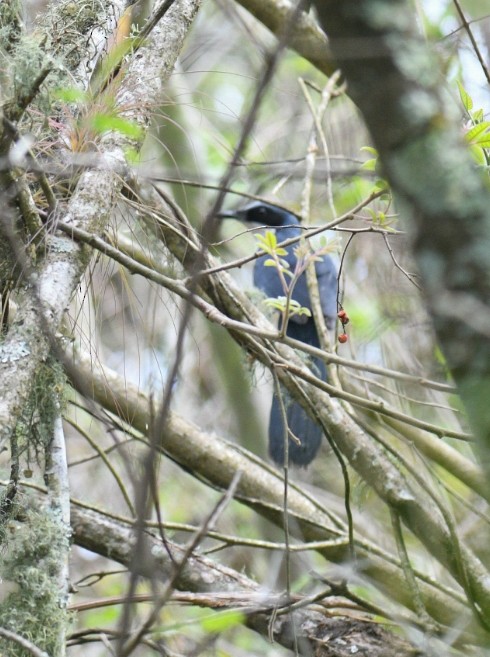 Blue-and-white Mockingbird - ML620907324