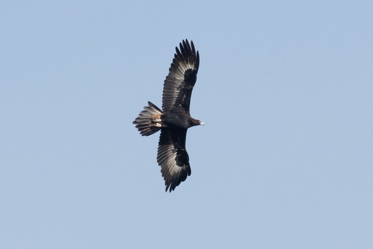 Wedge-tailed Eagle - ML620907358