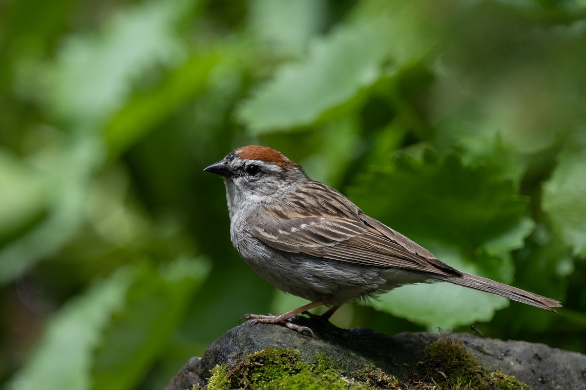 Chipping Sparrow - ML620907423