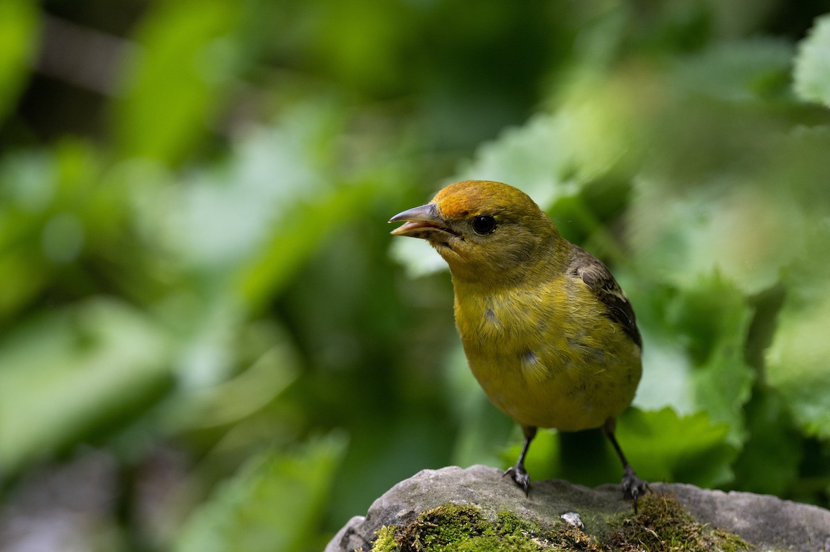 Western Tanager - ML620907440