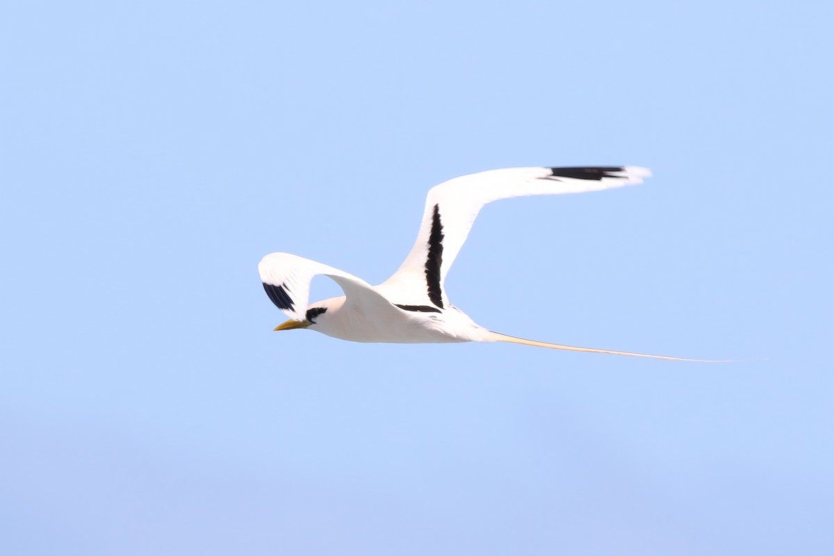 White-tailed Tropicbird - ML620907508
