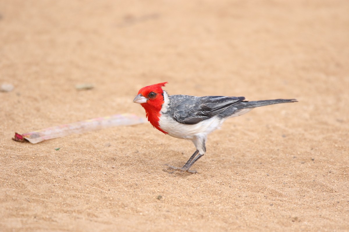 Red-crested Cardinal - ML620907532
