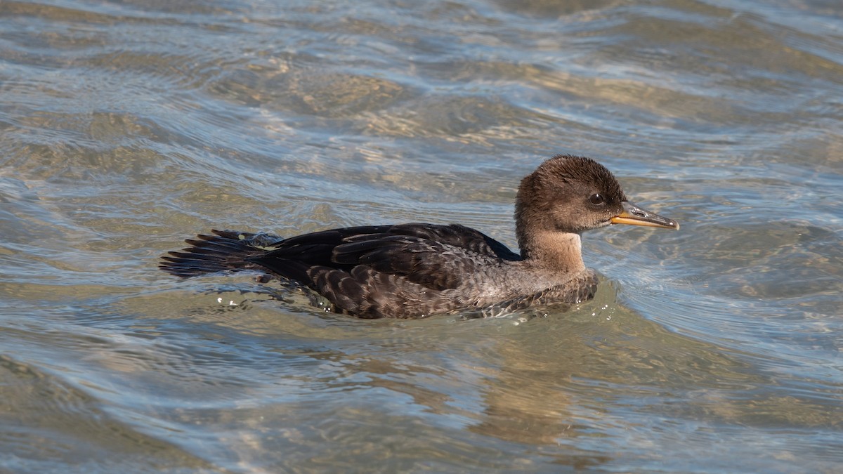 Hooded Merganser - ML620907550