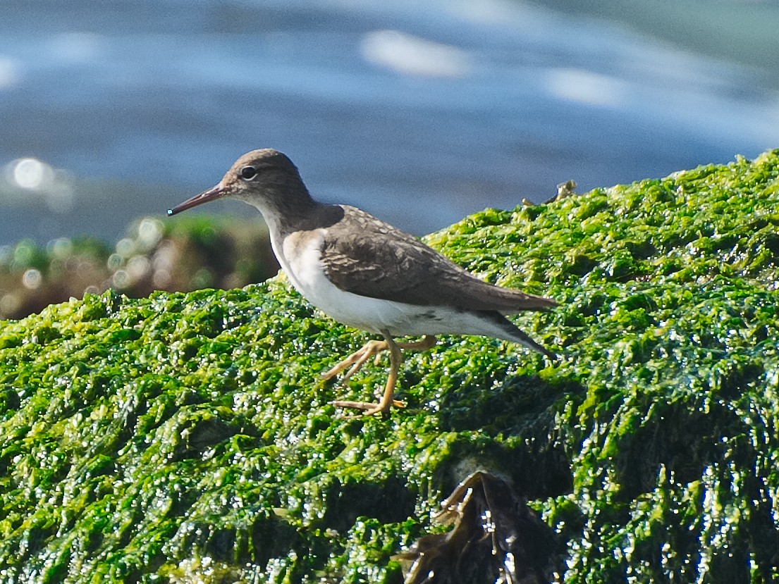 Spotted Sandpiper - ML620907571