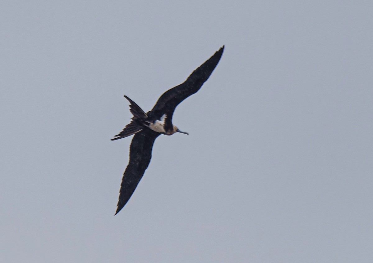 Lesser Frigatebird - ML620907598