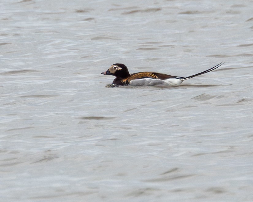 Long-tailed Duck - ML620907603