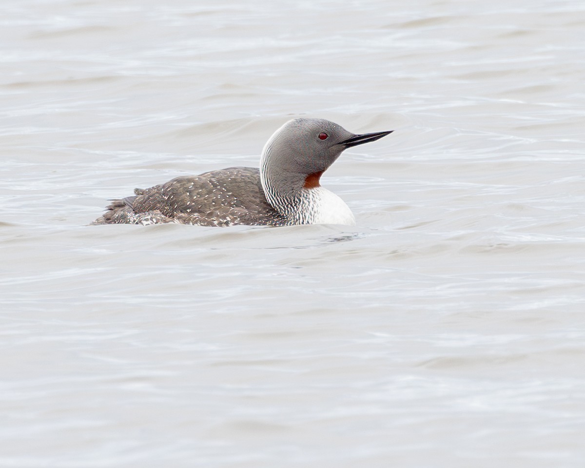 Red-throated Loon - ML620907609