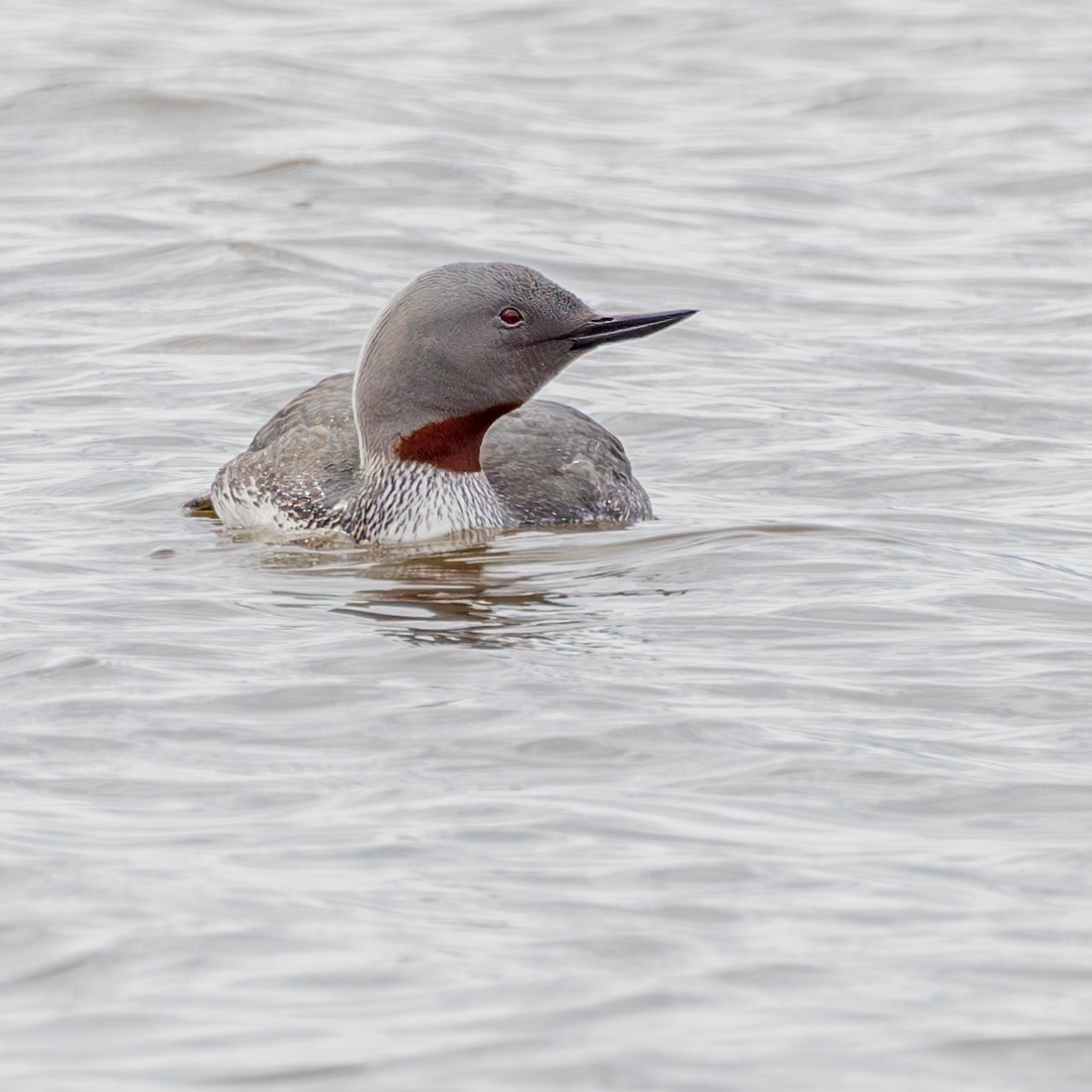 Red-throated Loon - ML620907610