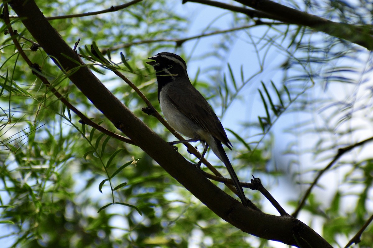 Black-throated Sparrow - ML620907628