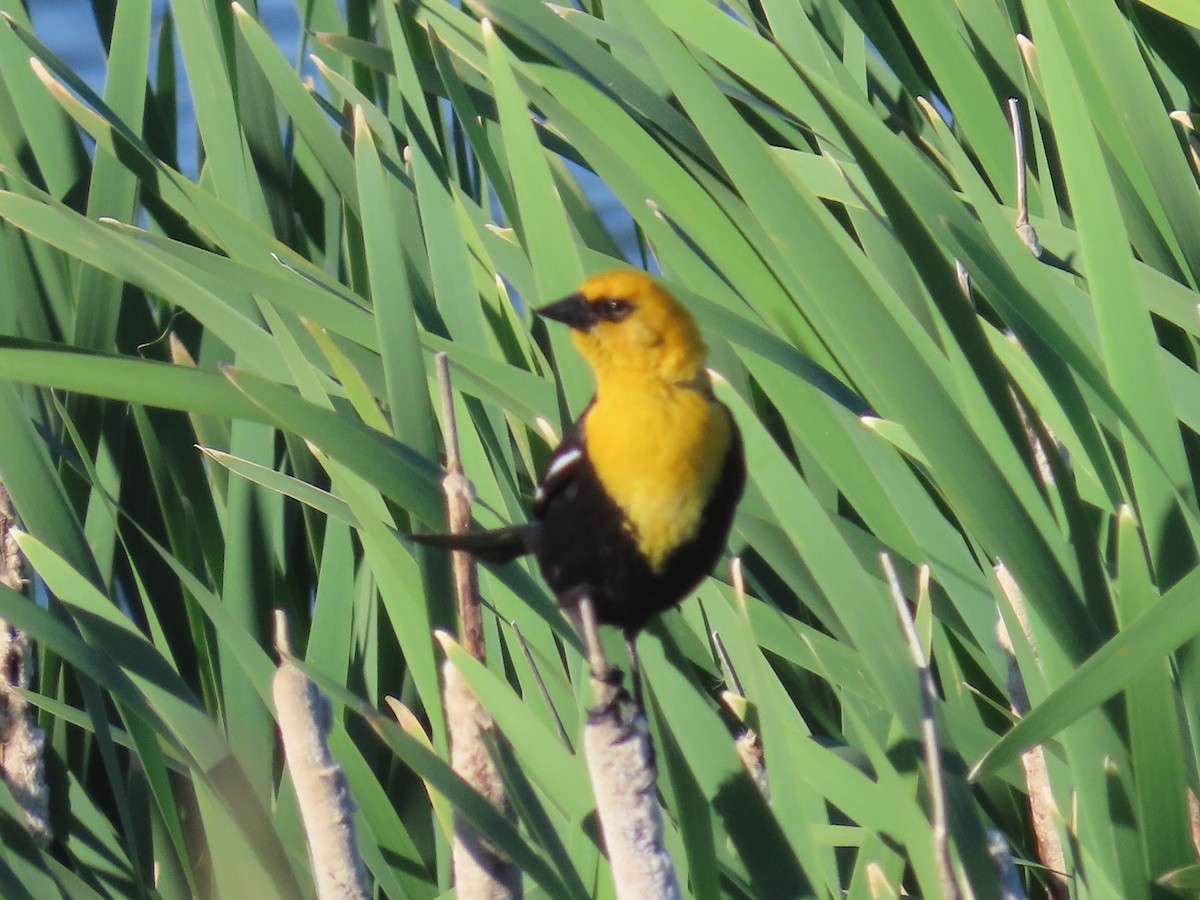 Yellow-headed Blackbird - ML620907652