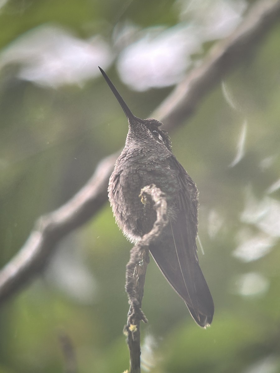 Talamanca Hummingbird - ML620907759