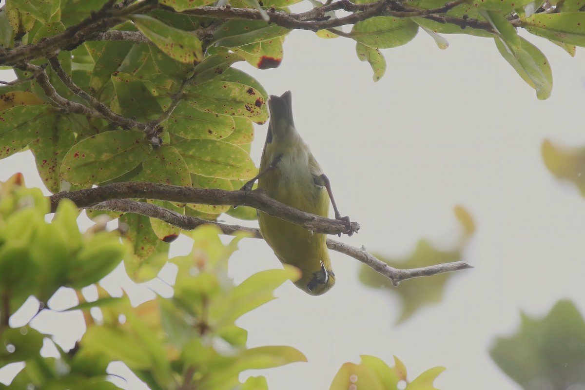 Kauai-Amakihikleidervogel - ML620907764