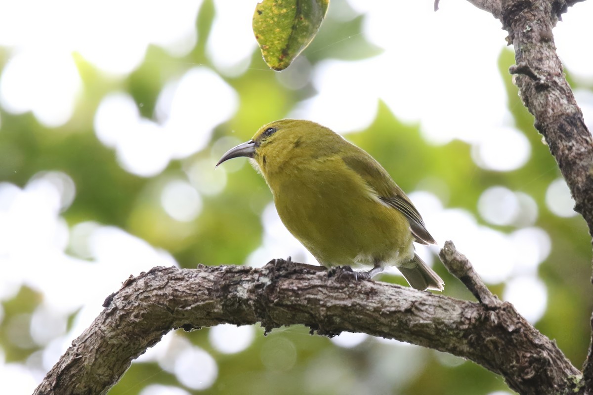 Kauai-Amakihikleidervogel - ML620907765