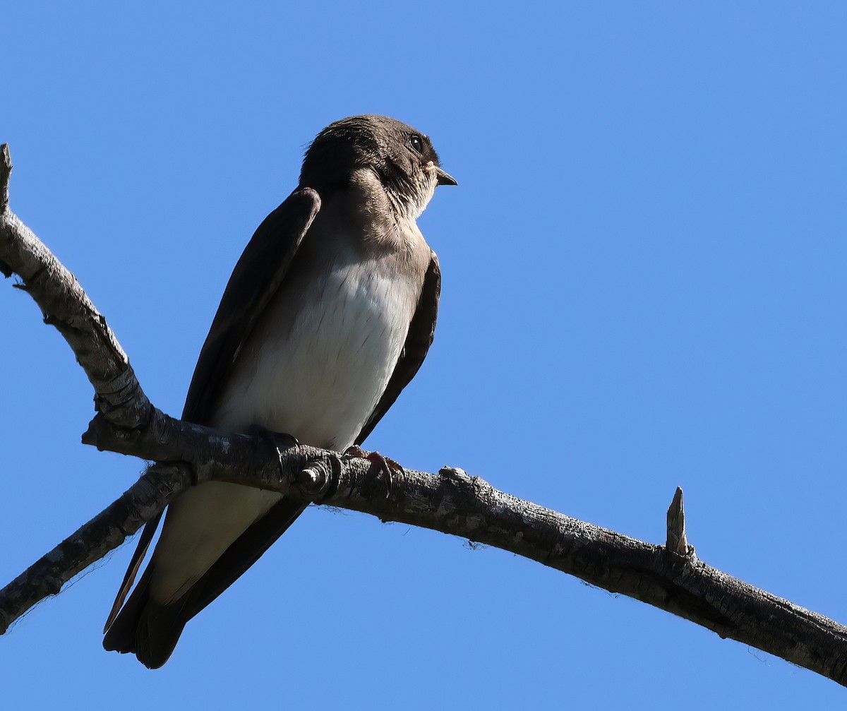 Northern Rough-winged Swallow - ML620907826