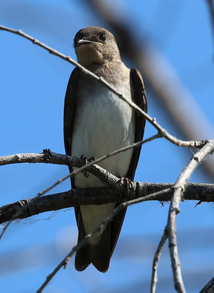 Northern Rough-winged Swallow - ML620907827
