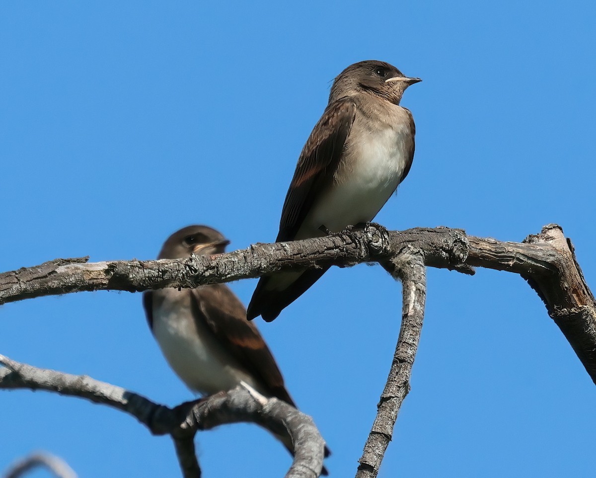 Northern Rough-winged Swallow - ML620907828