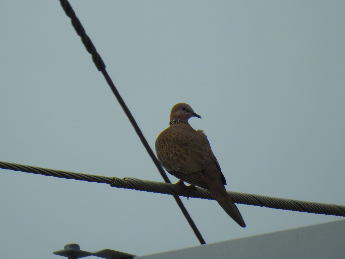Spotted Dove - ML620907884