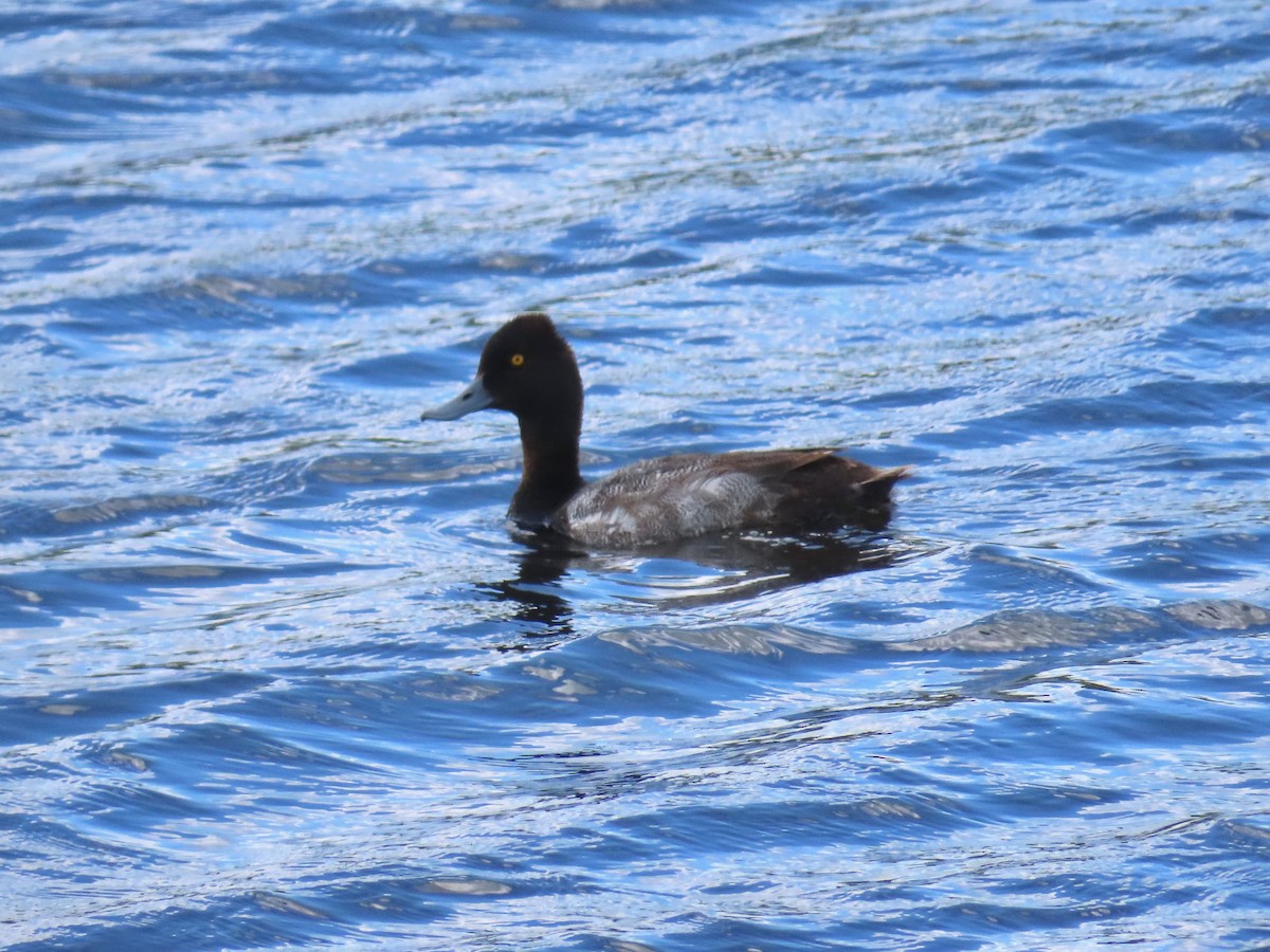 Lesser Scaup - ML620907906